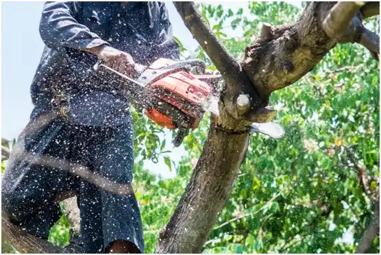 tree services Lake Wissota